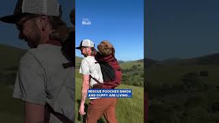Rescue dogs don’t let mobility issues stop their adventures