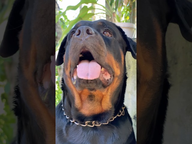 Rottweiler 😈😱😍 #shorts