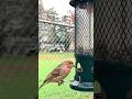 House Finch Morning Breakfast🐤🥰😋✨💞#backyard birds