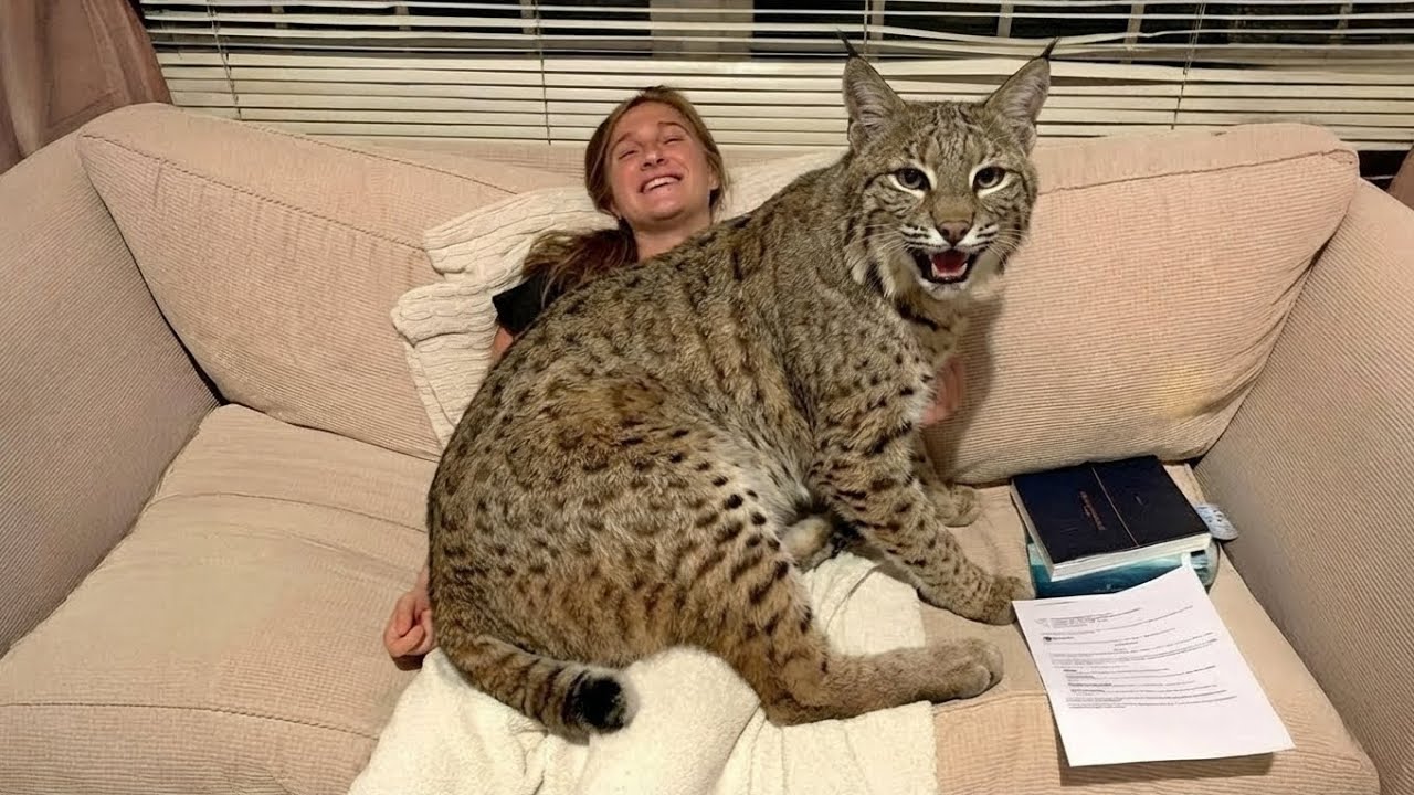 У того, что произошло, когда гигантская спасенная рысь отказалась дать мне двигаться, была скрыта...