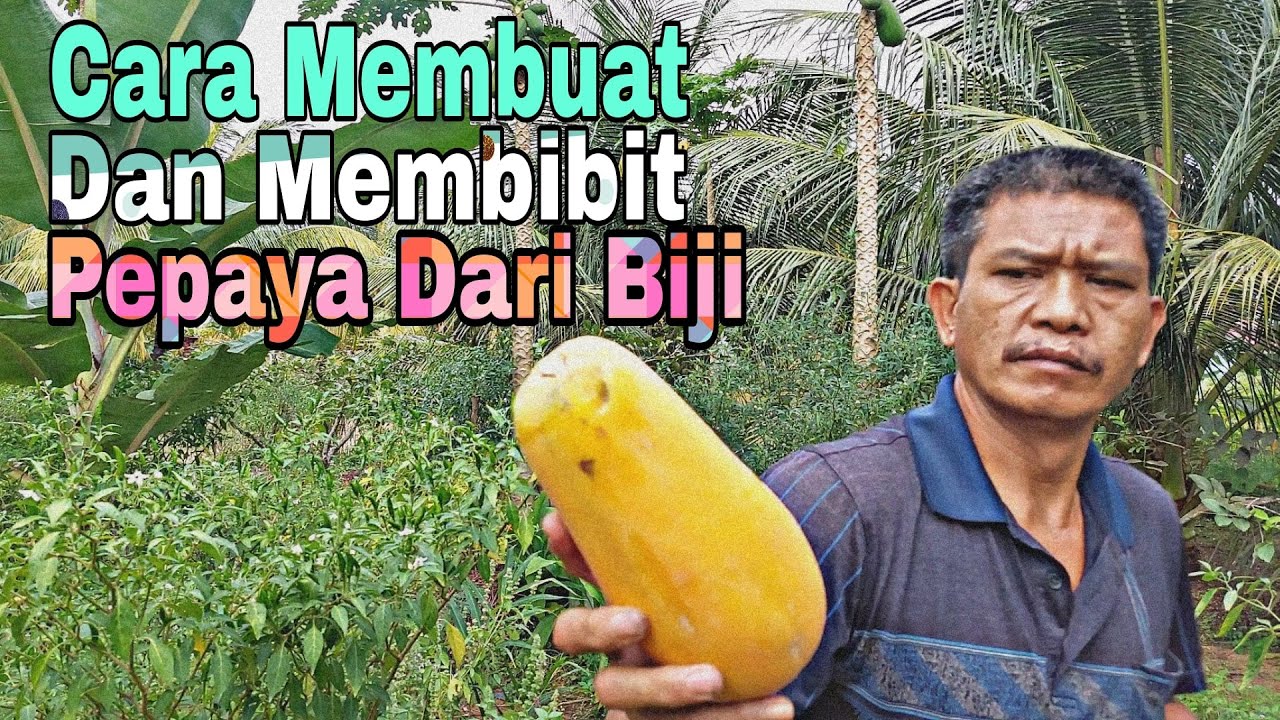 Cara buat bibit pepaya Dan menyemai biji pepaya di polybag