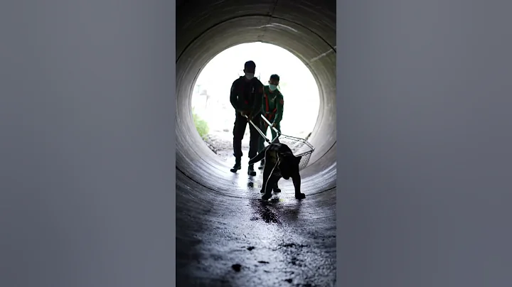 Video 9963441: wild forest cat, forest rescue, cat kucing