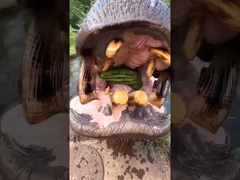 HIPOPÓTAMO COMIENDO