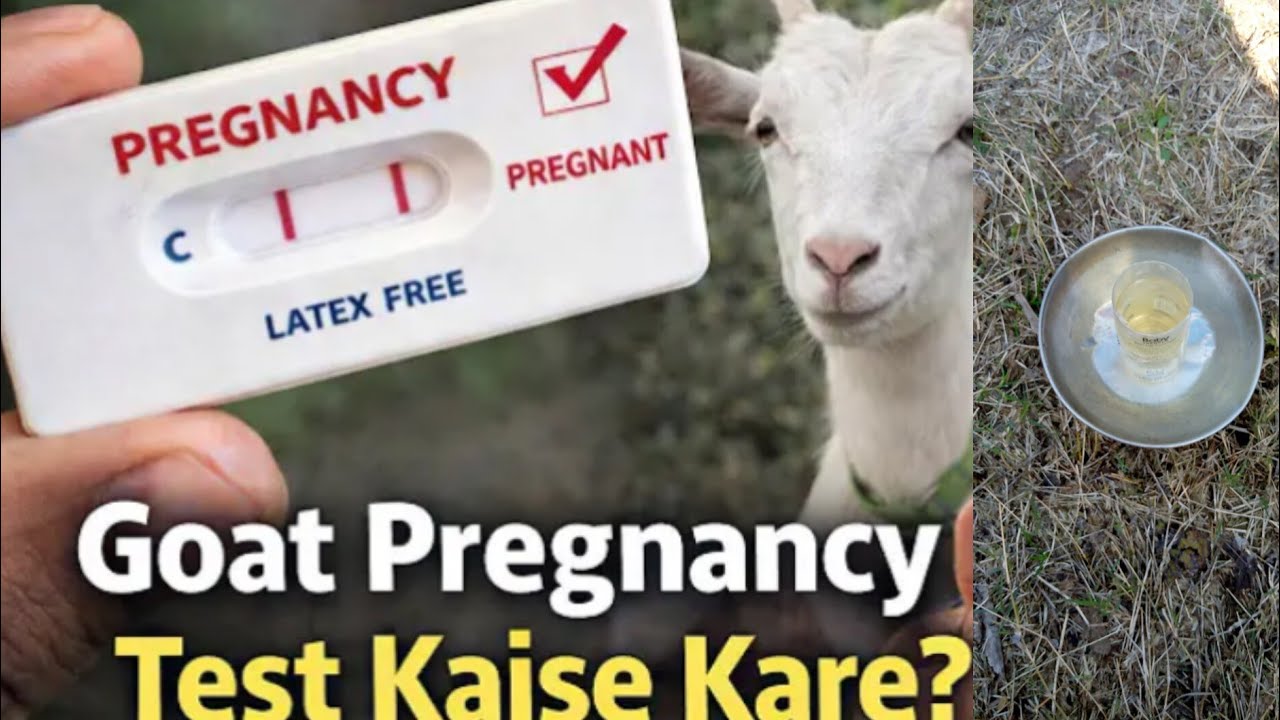 How test goat pregancy at home pregnancy test strip gaban bakri test pregnant goat test rezult 