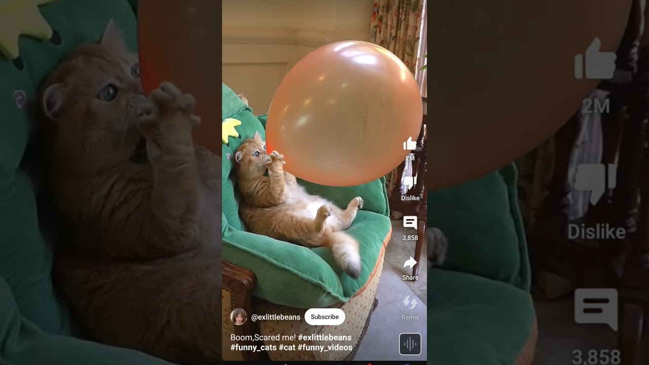 funny cat bowling balloon 🎈