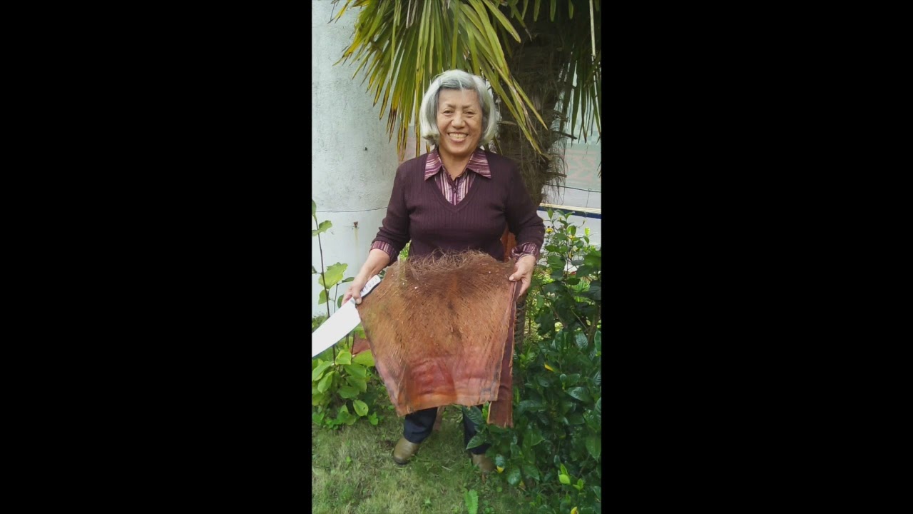 'Tis The Season to Harvest Palm Fiber Sheaths