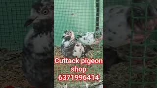 Cuttack pigeon shop #kabootar #pigeon #birds #pets