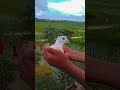 pigeon video blog. #pigeonvideo #shorts