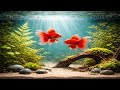  Turquoise Aquarium Serenity 🐠 | Relaxing 4K Fish Tank Ambience with Red Goldfish