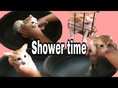 Video: Paano Maligo Ang Isang Kuting - First Cat Bath - Mga Tip Sa Pag-ayos Ng Pusa