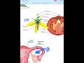 How Ovary Becomes Fruit Plant Reproduction Easy Explaine #Shorts #Biology #Science #learning