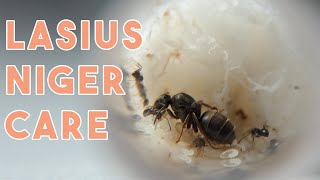 How To Care For a Lasius Niger Colony |  First Two Months Black Garden Ant Care