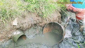 Bắt cá cạn trên đồng lúa chín và Cái hang 3 con cá lóc | Bông lúa Miền Tây