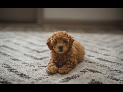 Picking up my 8 week old Toy Poodle Belle!