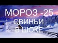 НЕБЫВАЛЫЕ МОРОЗЫ -25.ЖАЛКО НАШИХ ХРЮШЕК, И НЕ ТОЛЬКО.