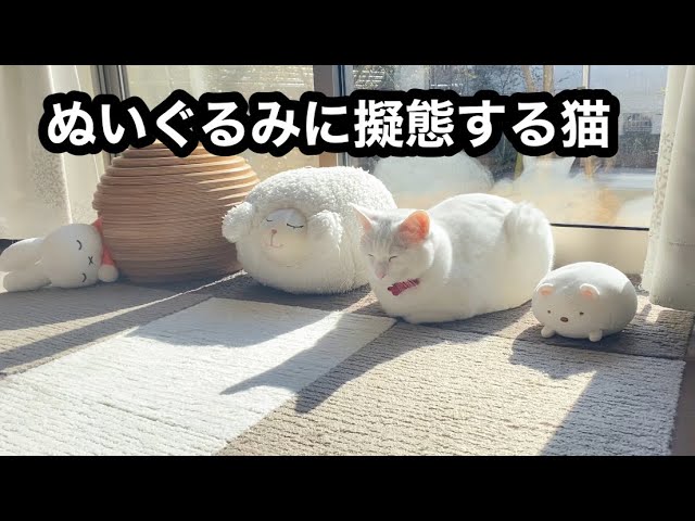 オルゴナイト☆猫ちゃん やま】スーパーセブンのねこちゃん形