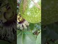 passion fruit and it's flower