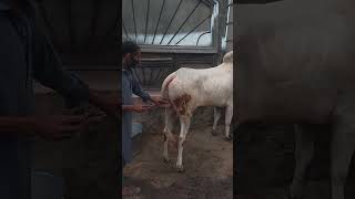 Placing Thermometer In