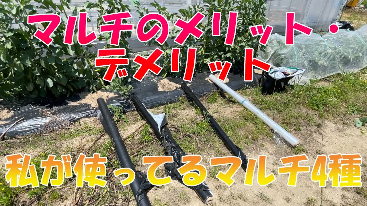 マルチはもっとも大切な資材かもしれません。マルチの良い点、悪い点、農家の私の使い方