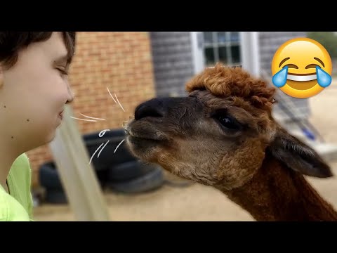 Funny Llama Moments - llama spitting - Try Not To Laugh || PETASTIC 🐾