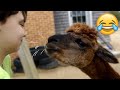 Funny llama moments  llama spitting  try not to laugh  petastic 