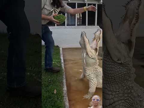 massive white gator in Florida #crocodile #gator #alligator #wildlife #animals #viralshorts #trendin