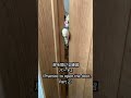 ドアを開ける練習の成果を披露する子猫さりり【A kitten showing off the results of a door-opening practice.】#Shorts #子猫 #訓練