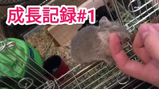 【デグー】ビビの成長記録#1