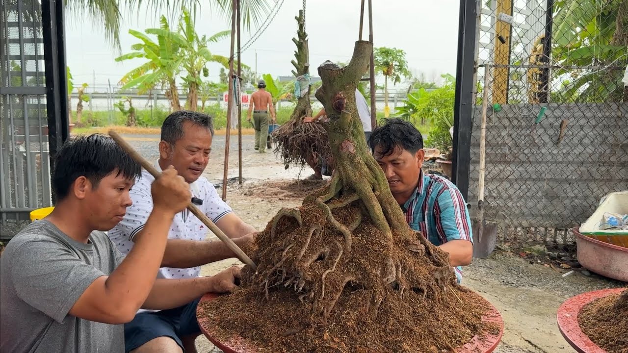 Nhờ ae đến chơi phá bầu vô chậu 3 phôi tứ qúy 16/7/2025