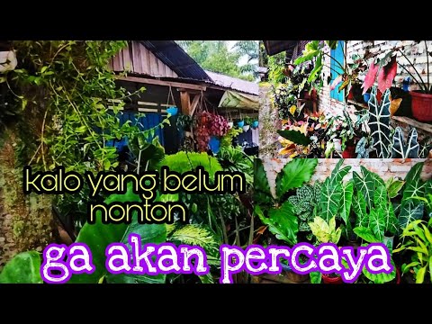 Video: Ficus (73 Foto): Apa Itu? Seperti Apa Bunga Dalaman? Penjagaan Tanaman Di Rumah. Adakah Ia Beracun?