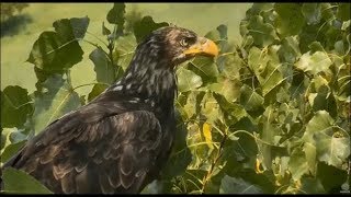 Decorah Eagles Eaglet Screeches At Unknown Young Eagle