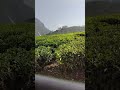 karalam munnar view #trending #trendingvideo #travel #views #subscribemychannel #entertainment