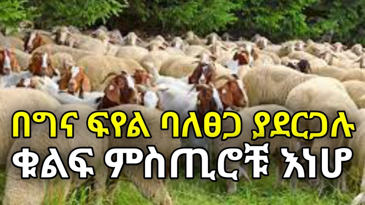 በበግ እና በፍየል እርባታ ጨዋታ ቀያሪዎቹ ስልቶች! እሴት ጨምሮ ማምረት እና ብራንዲንግ ምንድን ናቸዉ? እነዚህን አዉቆ መጠቀም ከሀብት ማማ ላይ ያስቀምጣል!