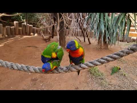Australian rainbow lorikeets