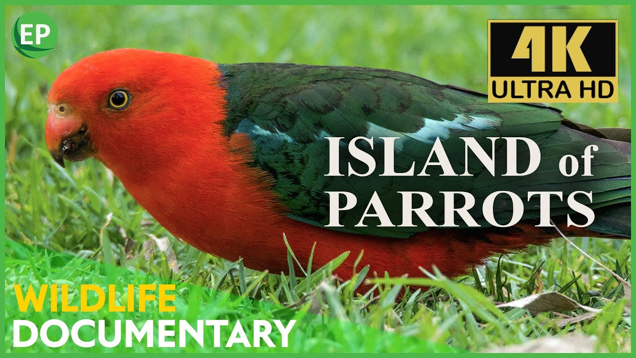 Australian Parrots in the Wild 4K: Colorful Cockatoos, Lorikeets & Rosellas | Nature Documentary