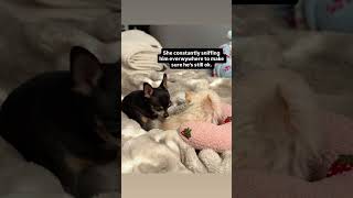 Chihuahuas are extremely empathetic dogs 🥹 Maya’s love for Cedric is beyond words 🥹