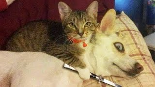 Pets that will brighten up your day by Fluff Planet 116,366 views 1 year ago 1 hour