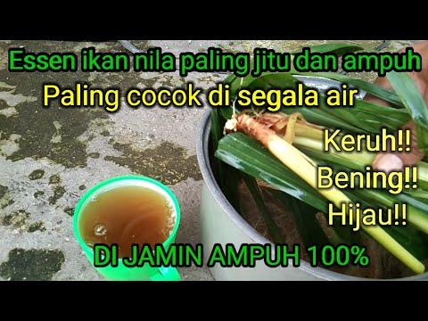 Resep Membuat Essen Ikan Nila
