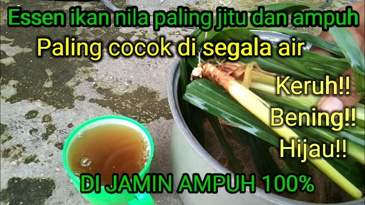 Cara membuat essen ikan nila liar || paling jitu dan paling ampuh 100%