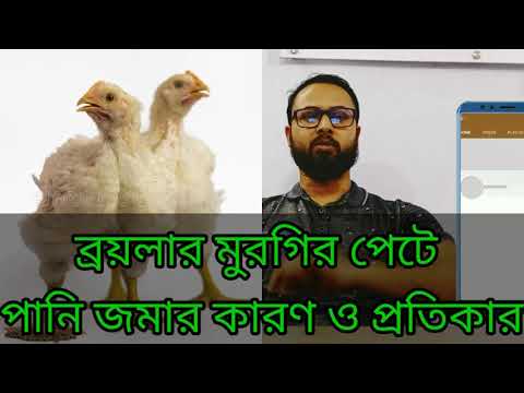 ভিডিও: কিভাবে একটি প্যানে মুরগির পেট রান্না করবেন