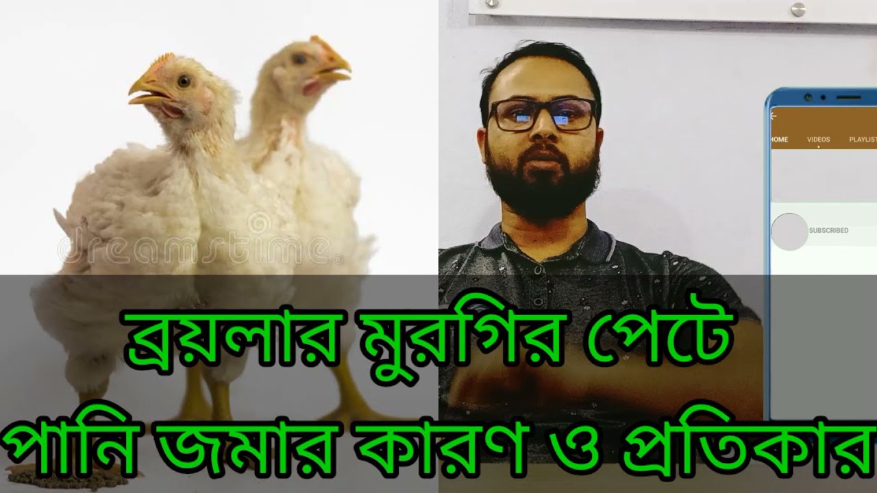 Murgir Pete Pani Joma Rog || মুরগির পেটে পানি জমা রোগ ||