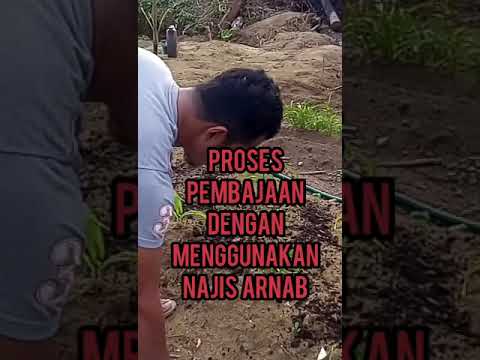 Video: Bagaimana anda membaja tahi arnab?