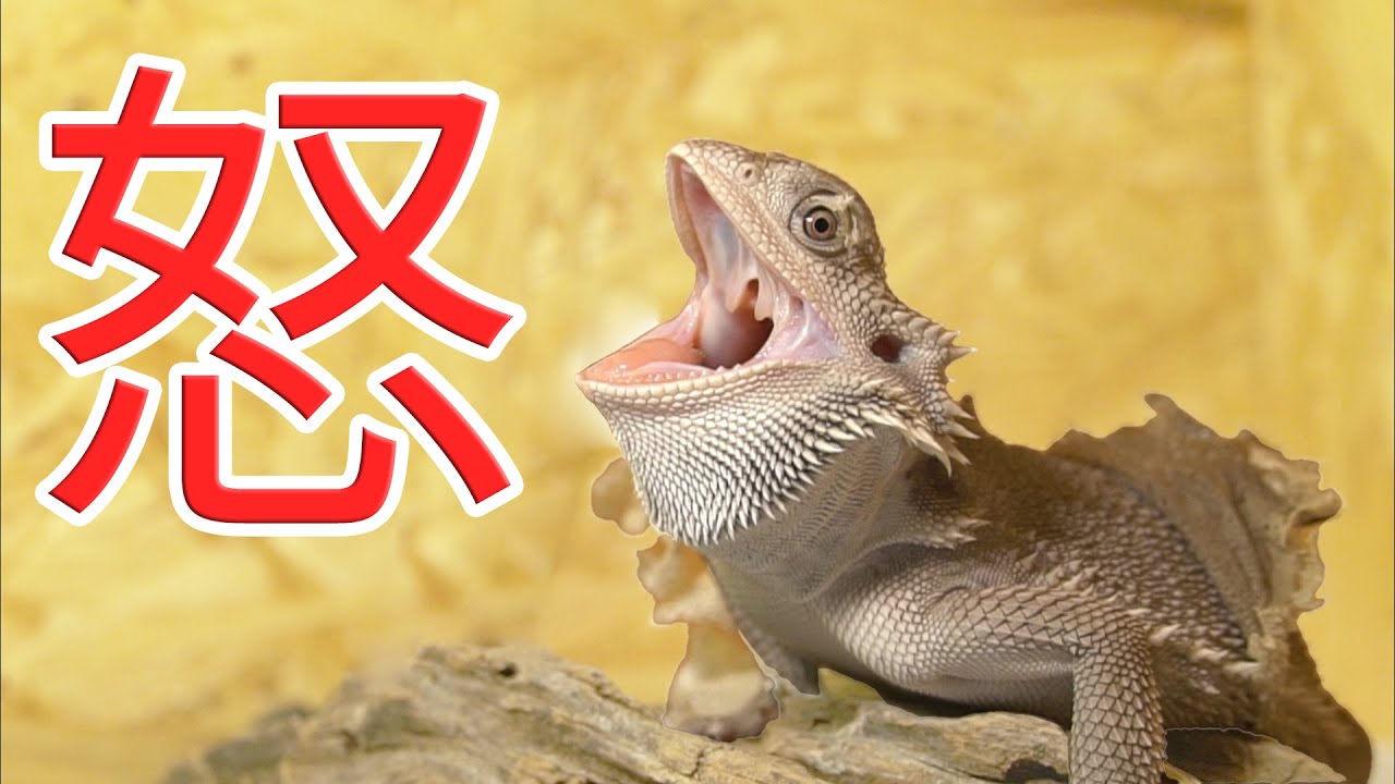 脱皮でイライラするトカゲ【フトアゴヒゲトカゲ】