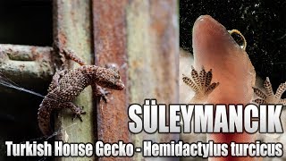 Turkish House Gecko - Süleymancık - Hemidactylus turcicus