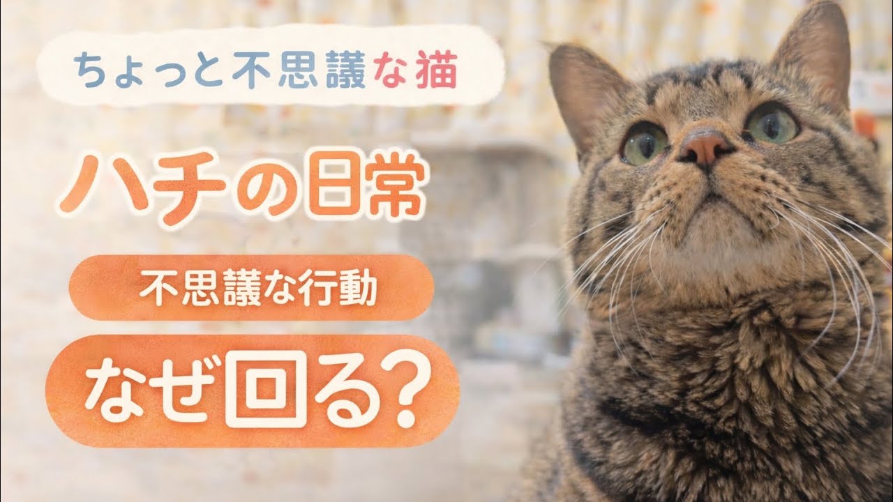 ねこハチおまとめ Hachi the cat's slightly strange behavior: 
