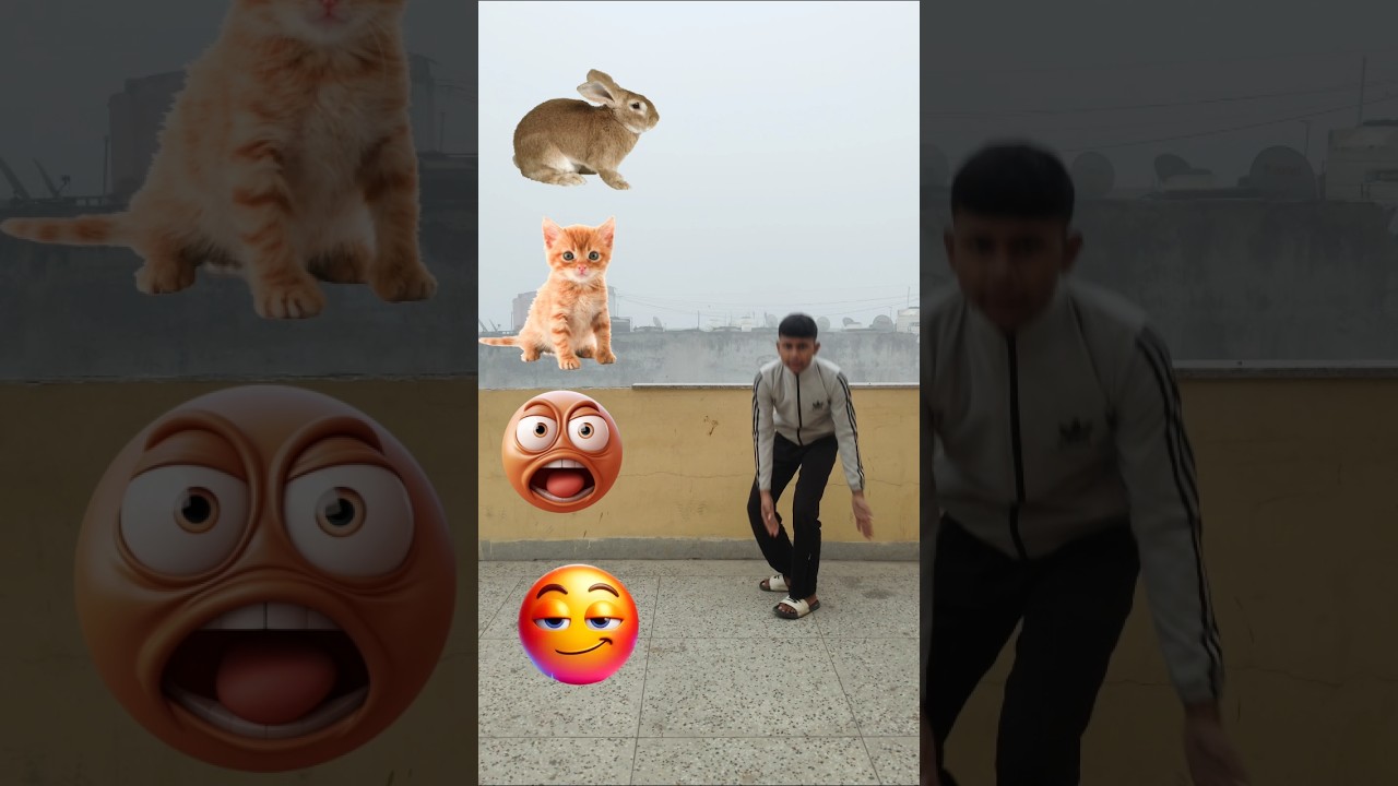 Rabit cat dog cow funny VFX magic videoshorts reels viral 