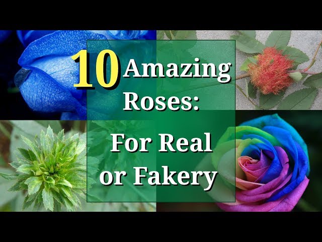 Coloured Roses Real Real Rainbow Rose Garden