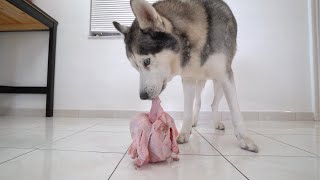 Surprising My Dog With a Whole Raw Turkey For Thanksgiving! (ASMR)