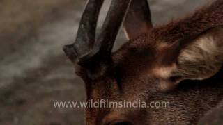 Native Of Timor - Sunda Sambar