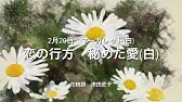 2月13日 誕生花 アルメリア Youtube 2月13日 誕生花 アルメリア Youtube